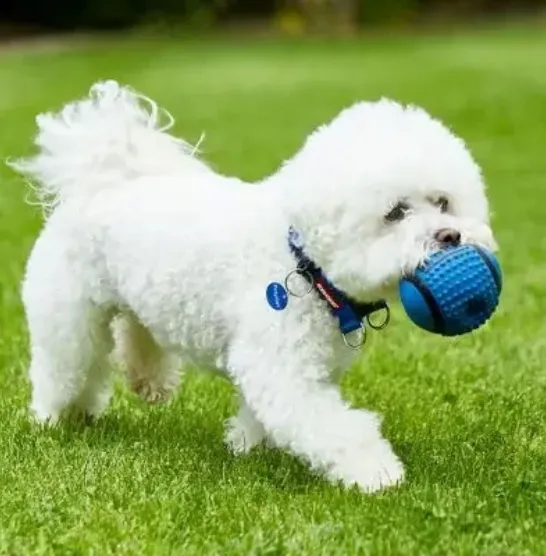 Bichon Frise