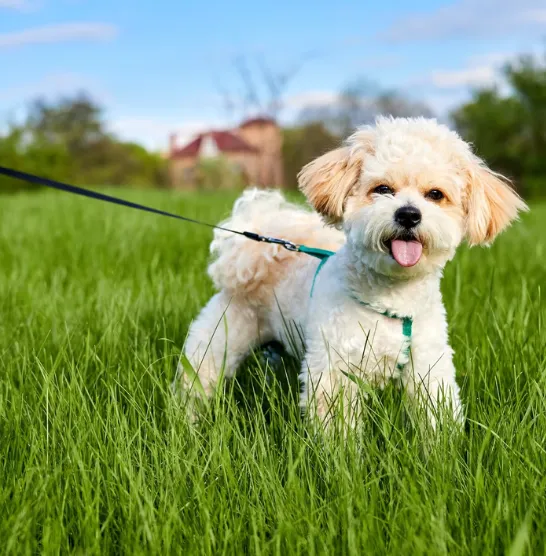 Maltipoo