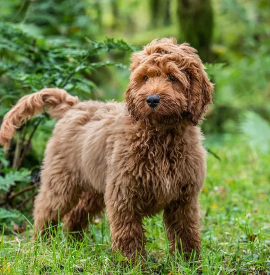 Cockapoo